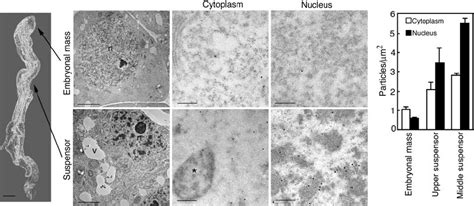 McII Pa Translocates From The Cytoplasm Into The Nucleus During PCD In