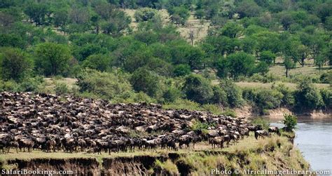 A Wildebeest River Crossing In The Serengeti National Park In Tanzania