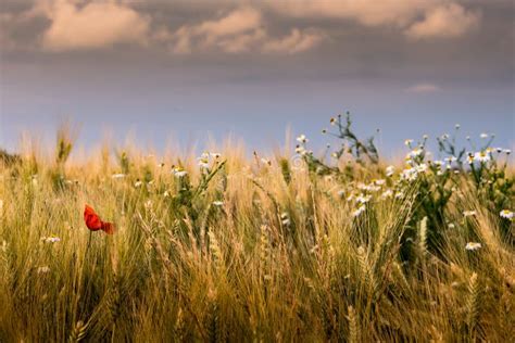Colorful Field Edge Stock Image Image Of Sunset Field 262461829