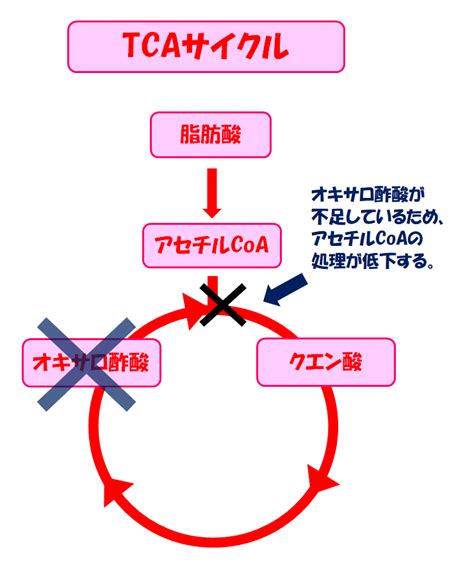 【これで納得！】ケトン体の生成過程と代謝についてわかりやすく解説してみた！ スポーツ栄養士あじのブログ