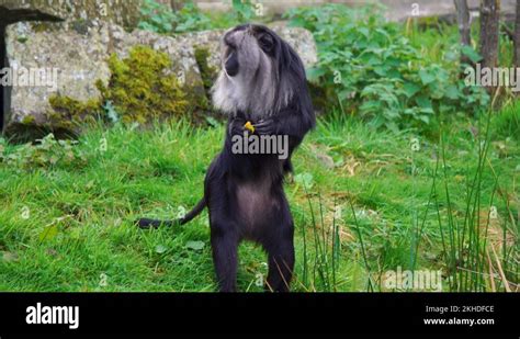 Lion Tailed Macaque, Rare Critically Endangered Species, 4K Stock Video ...