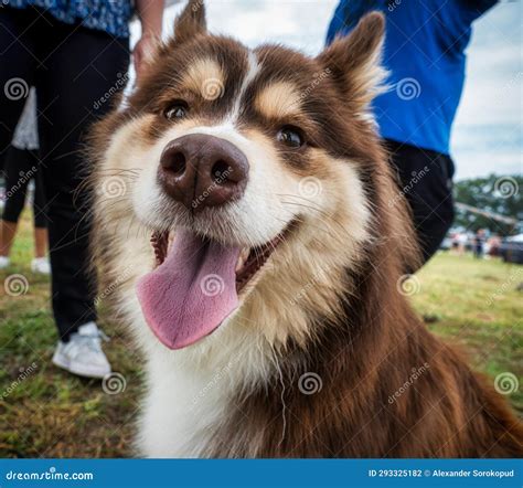 Beautiful Dogs at an Outdoor Dog Show Stock Photo - Image of collar ...