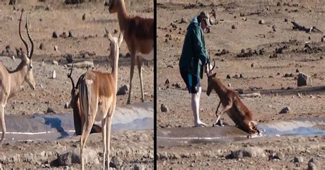 Vid O R Confortante Un Touriste Britannique Aide Un Impala Se