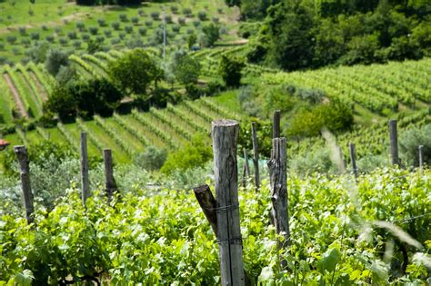 Tonnellate Di Uva Da Prosecco Distrutte In Veneto Ecco Perch Lo