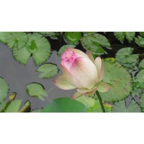 Lotus Flower Bulb At Rs 400piece फ्लावर बल्ब्स In Abhanpur Id