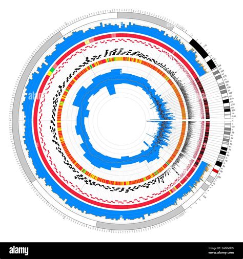 Circular Genome Map Map Showing The Genetic Content Within A Chromosome Outer Ring The