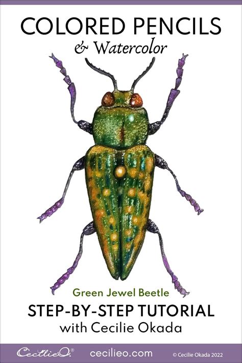 Looking For Colored Pencils Art Ideas Beetle Step By Step Tutorial Using Unique Technique