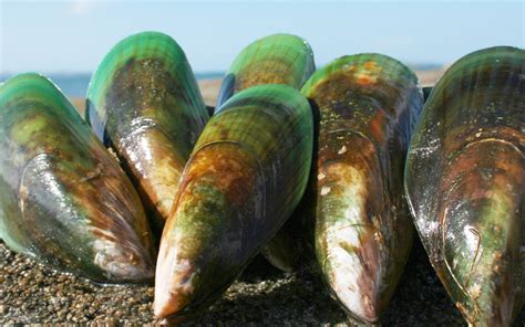 New Zealand Green Lipped Mussel Nutrition Besto Blog