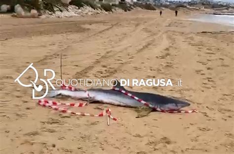 Squalo Sulla Spiaggia Di Arizza FOTO Quotidiano Di Ragusa