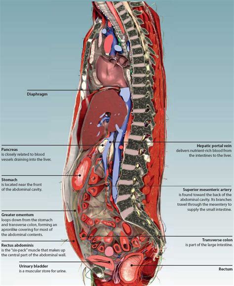 Abdomen Anatomy Human Body | Images and Photos finder