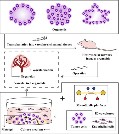 Workflow Of Organoid Vascularization Implantation Of Tumoroids Into