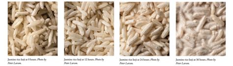 Make Rice Koji in 12 Easy Steps - Chelsea Green Publishing