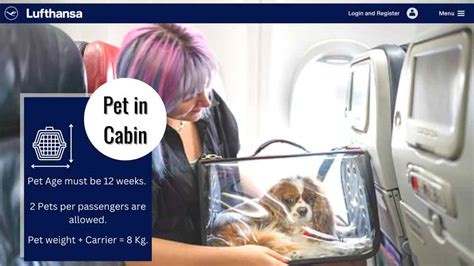 Lufthansa Airlines Pet Policy 1 888 565 0250 In Cabin Cargo