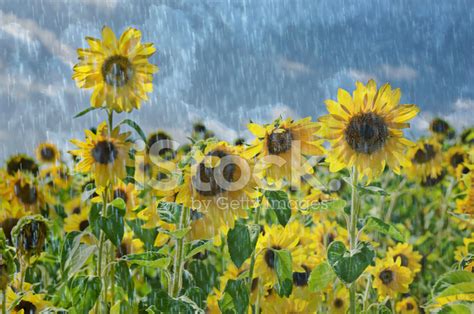 Sunflowers In The Rain Stock Photo | Royalty-Free | FreeImages