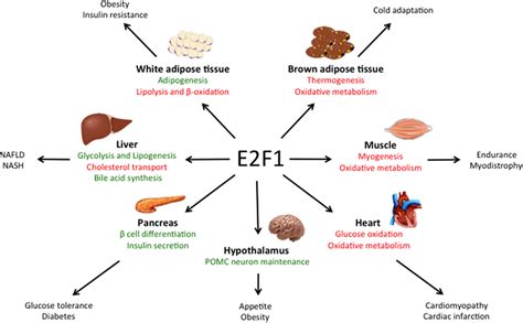 Frontiers E2f1 A Novel Regulator Of Metabolism