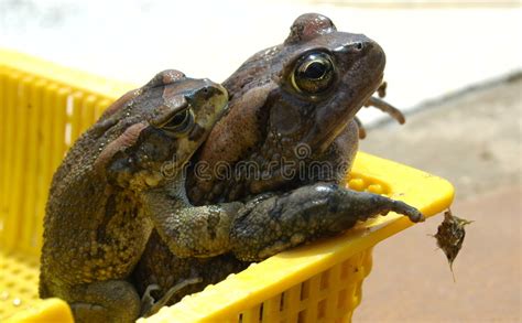 Crapauds De Accouplement Image Stock Image Du Sauvage