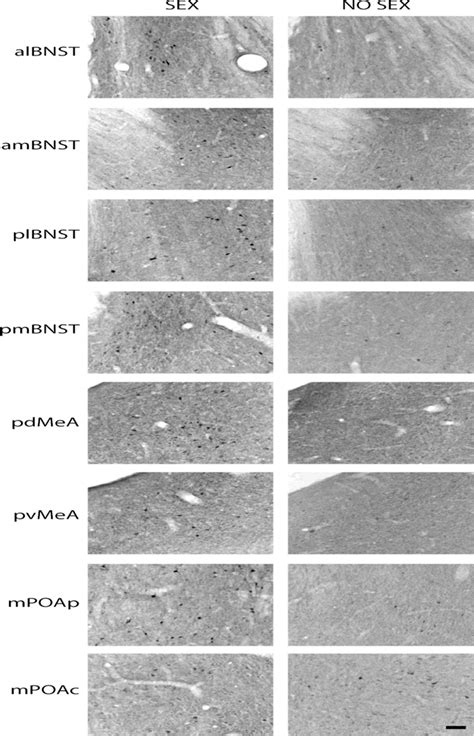 Copulation Induces Expression Of The Immediate Early Gene Arc In Mating