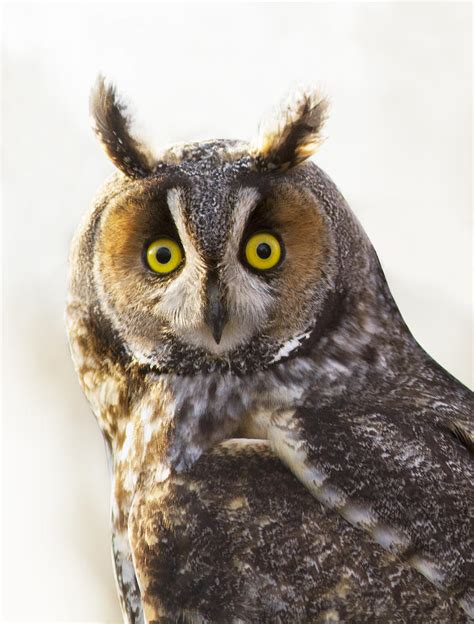 Long Eared Owl Portrait On White Photograph By Mircea Costina