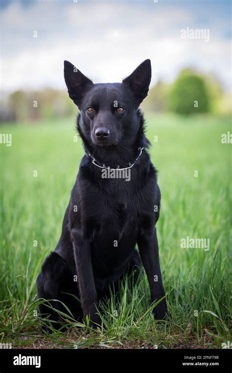 Black Australian Kelpie