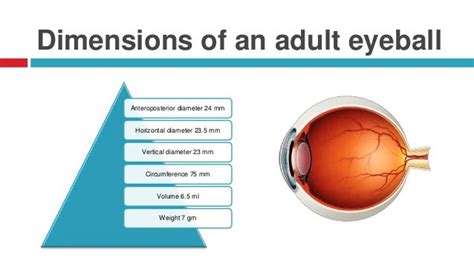 Anatomy Of The Eye