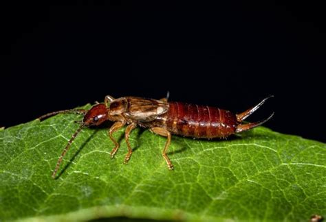 What Are Earwigs Identification Habitat And Behavior Exotella