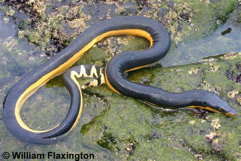 Yellow Bellied Seasnake Hydrophis Platurus