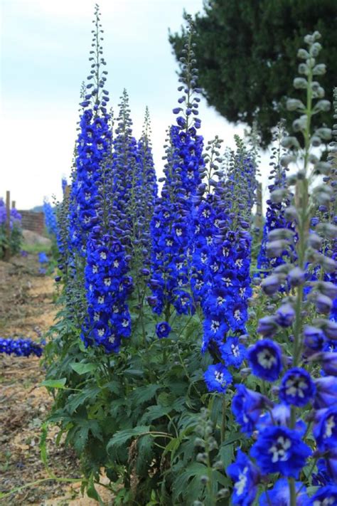 Tall Purple Annual Flowers