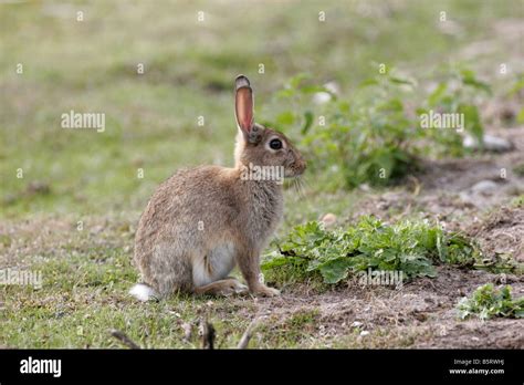 European Rabbit Oryctolagus Cuniculus Single Adult Sitting On Heathland