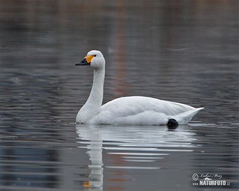 Tundra Swan Photos Tundra Swan Images Nature Wildlife Pictures