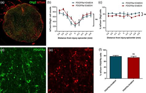 Recombination Efficiency In Pdgfr Creer Tdtomato Reporter Mice Crossed