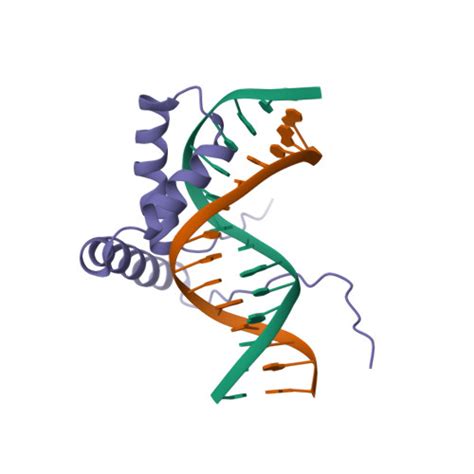 Rcsb Pdb 1j46 3d Solution Nmr Structure Of The Wild Type Hmg Box