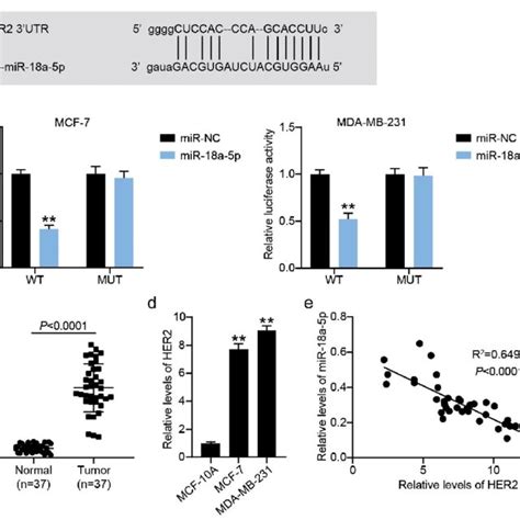 Her Is Targeted By Mir A P In Breast Cancer Bc A Potential