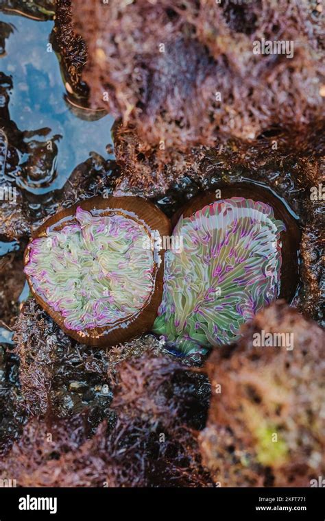 From Above Textured Anemone Of Green And Purple Color Growing On Wet