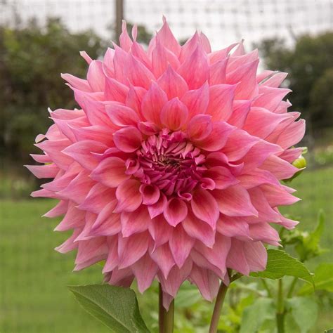 Wyns Pink Pearl Dahlia Bear Creek Farm