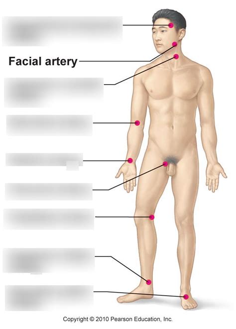 Pulse Points Diagram Quizlet