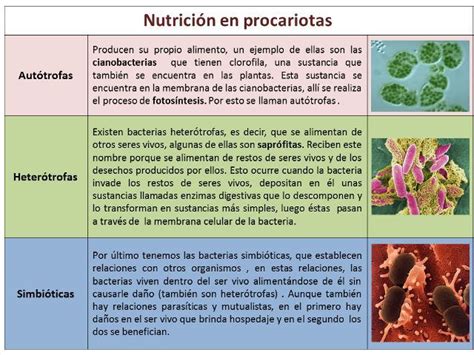 Nutrición en Procariotas Protistas y Hongos Investiciencias