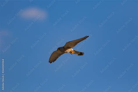 Flying falcon with its hunt. Nature background. Bird: Lesser Kestrel ...