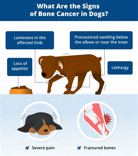 Bone Cancer (Osteosarcoma) in Dogs | Canna-Pet