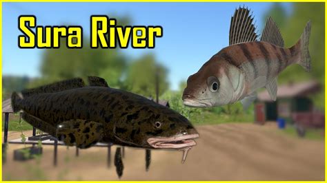 Sura River Zander Russian Fishing Rf Spot Youtube