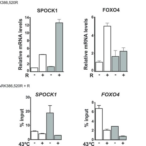 Sumoylation Modulates Ar Activity In The Chromatin Environment A