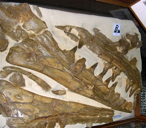 Anywhere in the UK where I can see a Mosasaur? - General Fossil ...