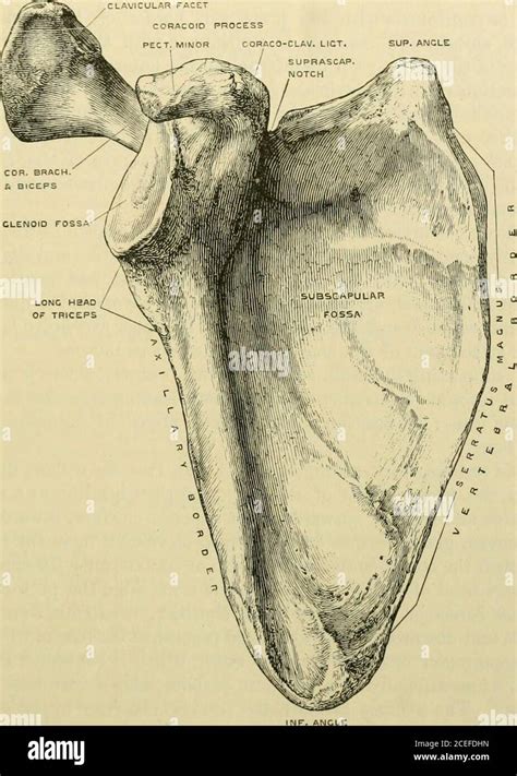 Supraspinatus Muscle Hi Res Stock Photography And Images Alamy