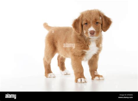 DOG - Nova scotia duck tolling retriever puppy (8 weeks Stock Photo - Alamy