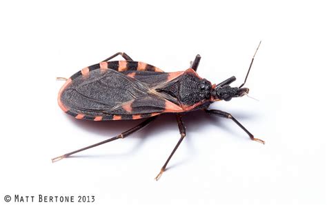 Ncsu Pdic Kissing Bugs And Chagas Disease In Nc