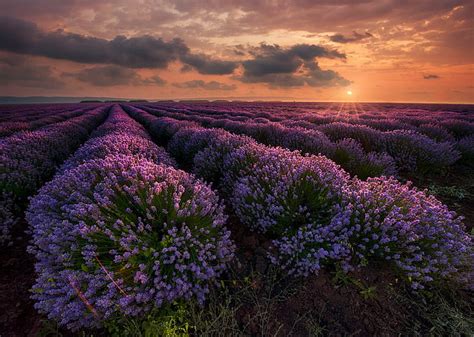 Flores Lavanda Nube Tierra Campo Cielo Puesta De Sol Fondo De