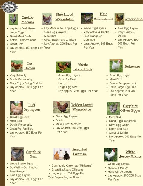 This Chart Tells You About Egg Colors Laying Production And Fun Facts About Chickens