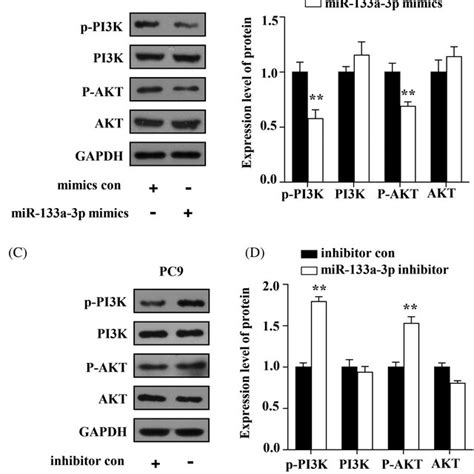 MiR133a3p Suppresses PI3K AKT Pathway In PC9 GR Cell Line A