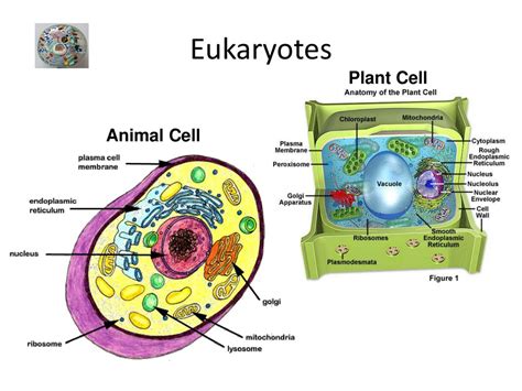 So What Is A Cell A Cell Is The Basic Unit Of Structure And Function