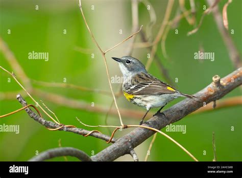 Yellow Rumped Warbler Setophaga Coronata Juvenile Stock Photo Alamy