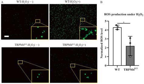 H 2 O 2 Induced ROS Production Was Lower In TRPM4 KO Cells A